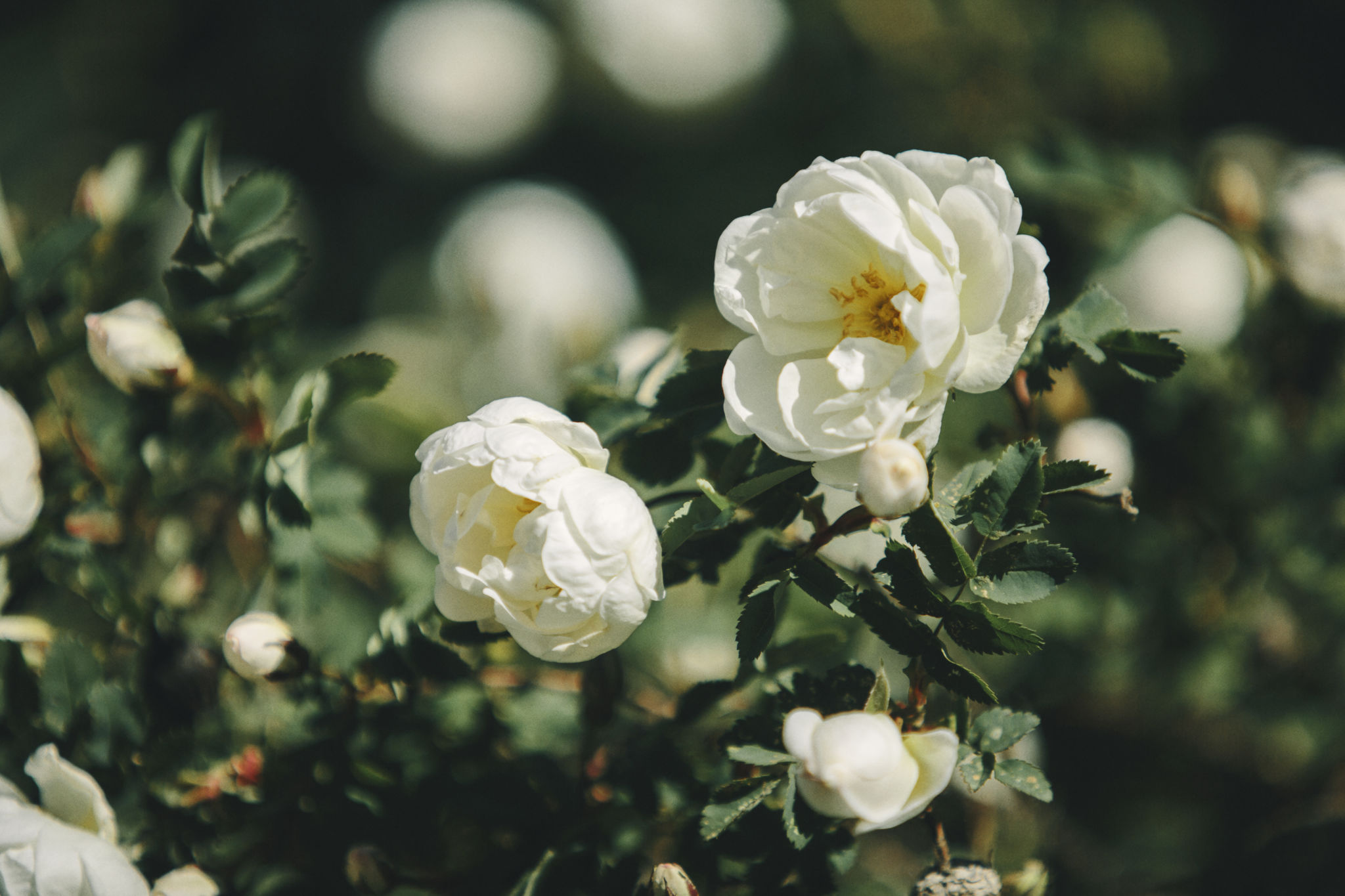 Två vita rosor och gröna blad i bakgrunden.