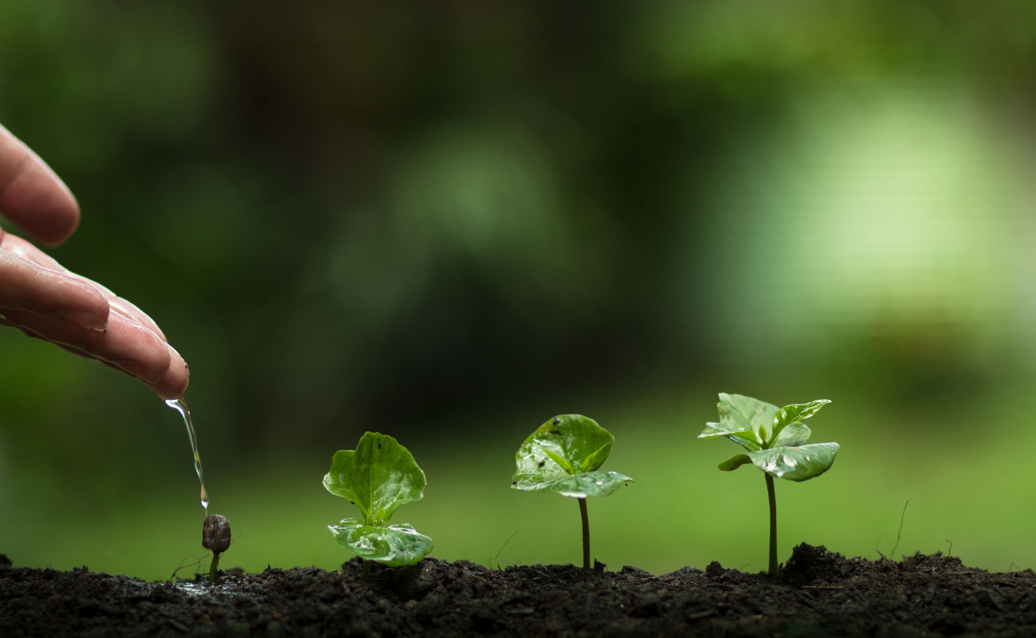 Hand som droppar vatten på små plantor.