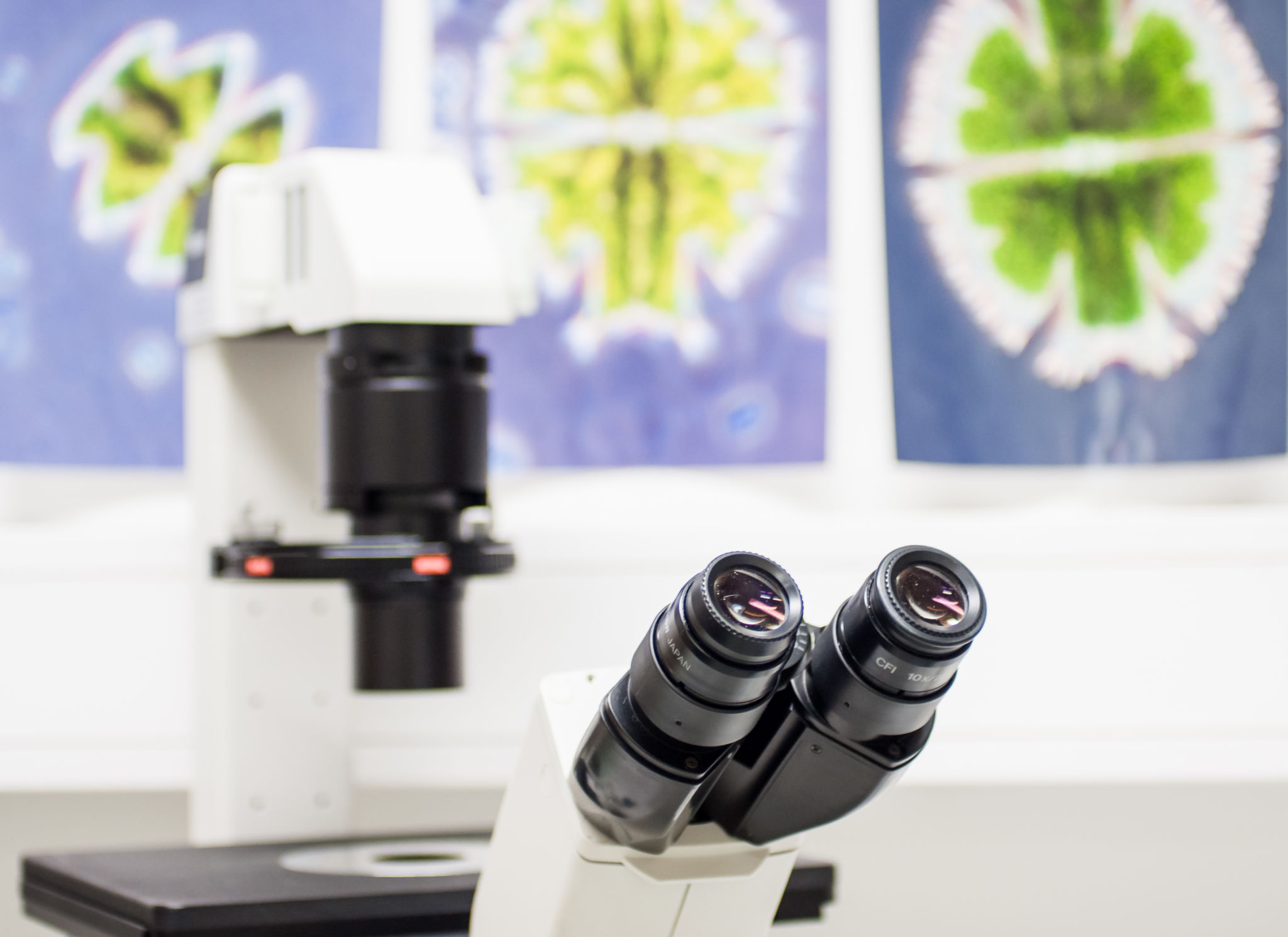 Mikroskop och celler.